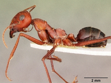 Cataglyphis or desert ant